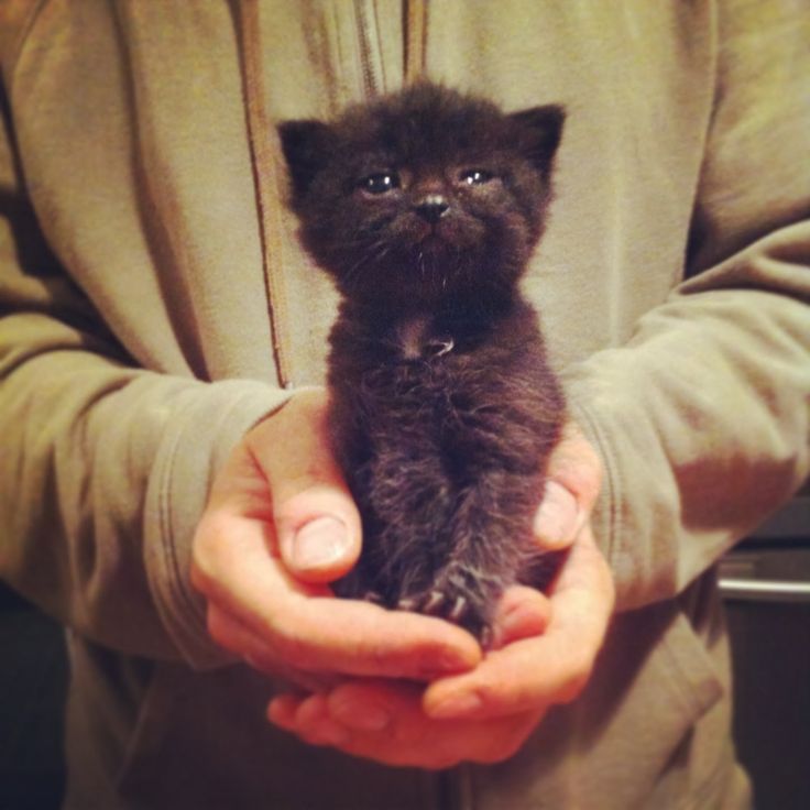 Oh-My-Gawd so cute. Pocket the kitten. | Kitten rescue, Fluffy animals