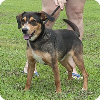 Australian Cattle Dog Puppies West Virginia Australian Cattle Dog Puppies West Virginia