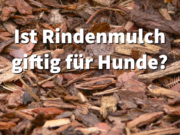 Die besten 25+ Rindenmulch Ideen auf Pinterest Vorgarten ideen - vorgartengestaltung mit rindenmulch und kies Die besten 25+ Rindenmulch Ideen auf Pinterest Vorgarten ideen - vorgartengestaltung mit rindenmulch und kies