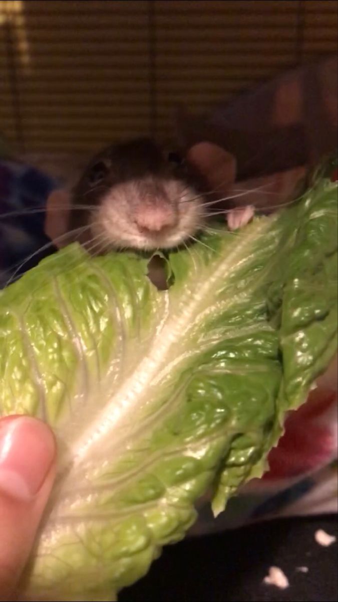 Pin By Maniac On Rats Rats Hamster Animals pin-by-maniac-on-rats-rats-hamster-animals