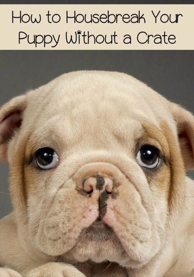 Dog Behavior Training To Housebreak Your Puppy Dog Behavior