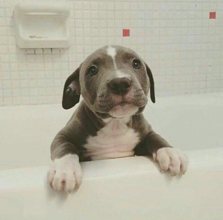 Pup In A Bathtub Cute Baby Animals Baby Animals Puppy Dog Eyes