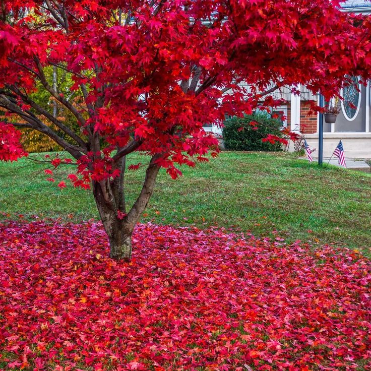 My Travels: Planting With a Mind for Autumn Garten design, Garten, Design