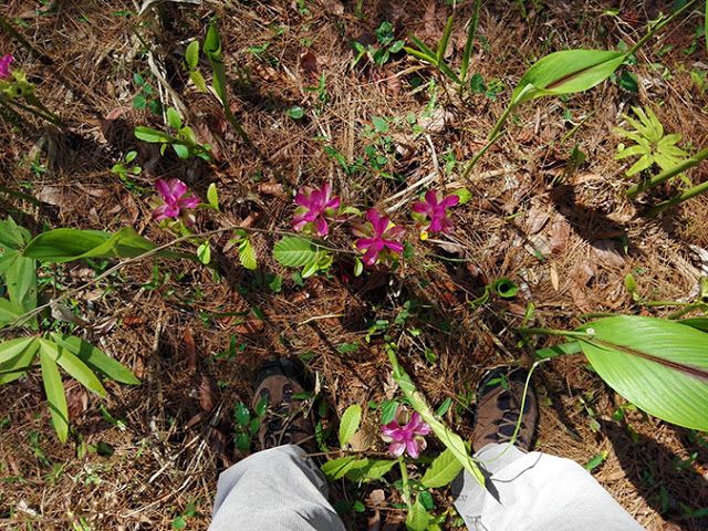 Temulawak Herbalism Natural Wonders Wonder