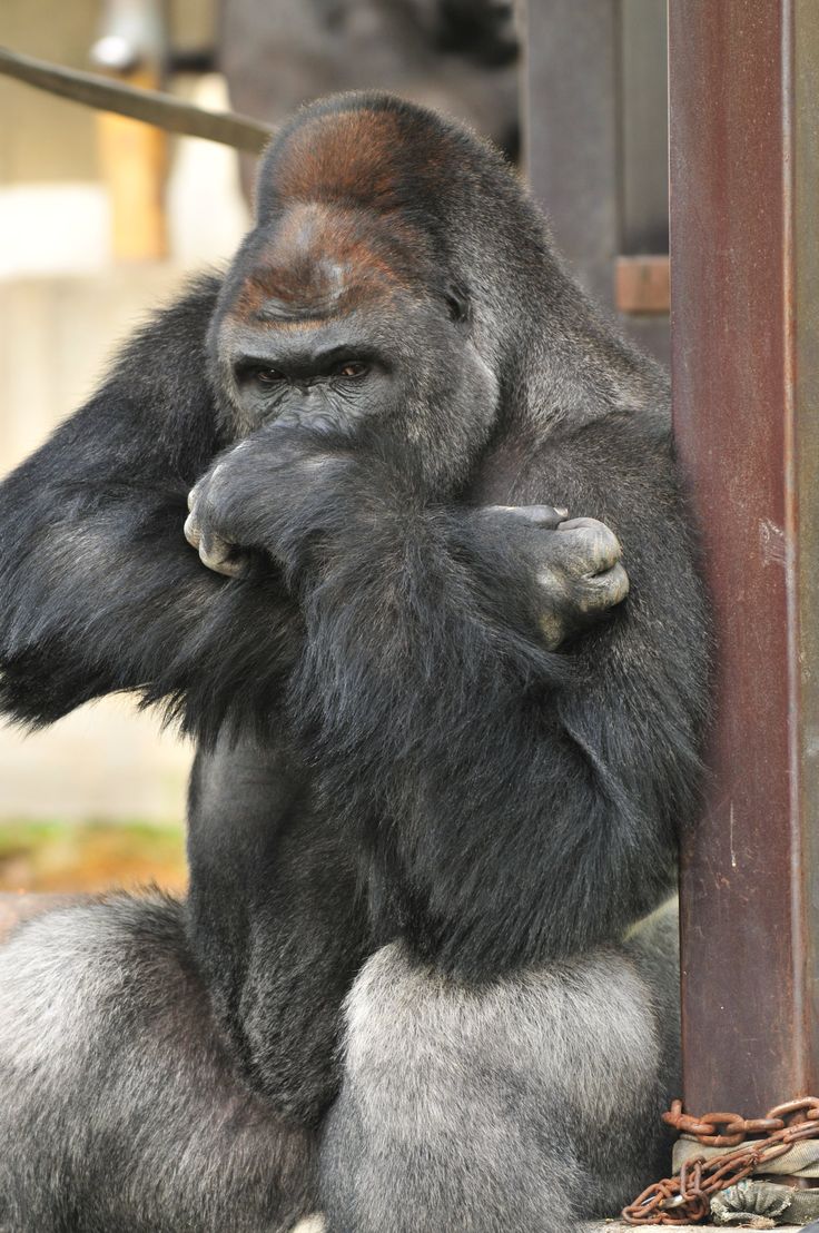 giant gorilla google search gorilla gorillas in the 3 types of business