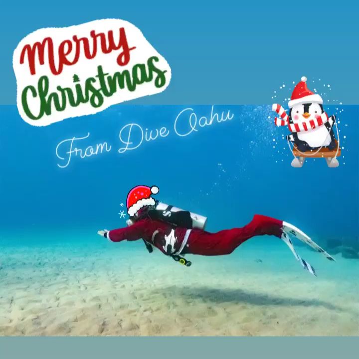 Merry Christmas from Dive Oahu [Video]  Diving, Dive shop, Oahu