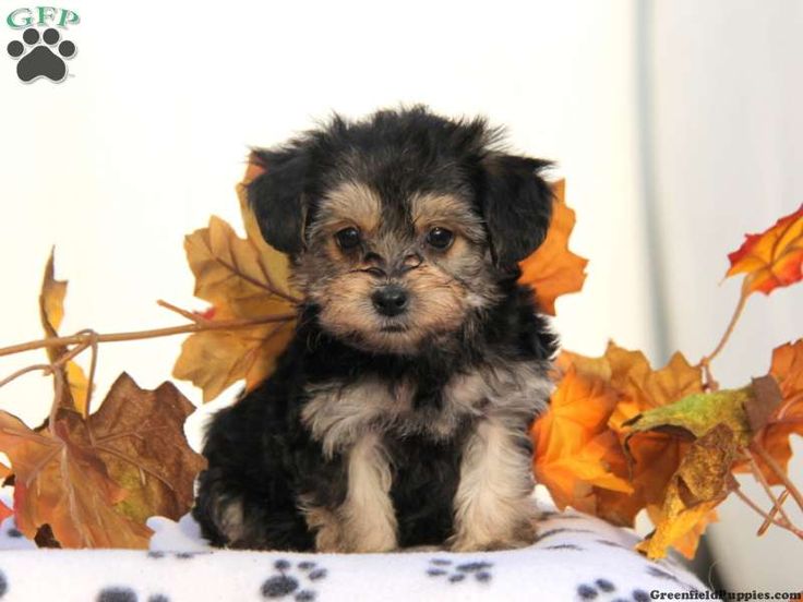 yorkies for sale pa 16 best yorkie poo images on puppies for sale yorkie and pennsylvania yorkies for sale pa 16 best yorkie poo images on puppies for sale yorkie and pennsylvania
