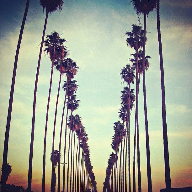 Palm Trees Splendidsummer California Palm Trees Splendidsummer California