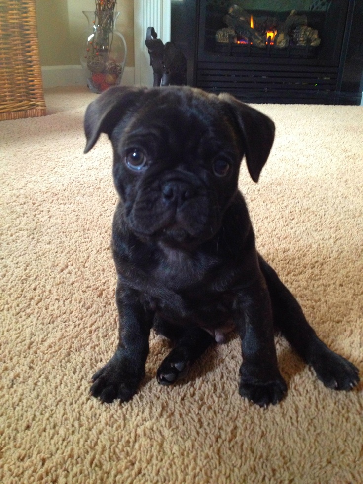 bulldog cross pug best 25 frenchie pug ideas on bulldog pictures black bulldog cross pug best 25 frenchie pug ideas on bulldog pictures black