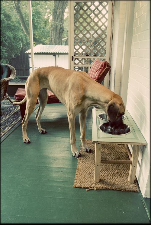 What Kind Of Dog Food Is Best For Great Danes What Kind Of Dog Food Is Best For Great Danes