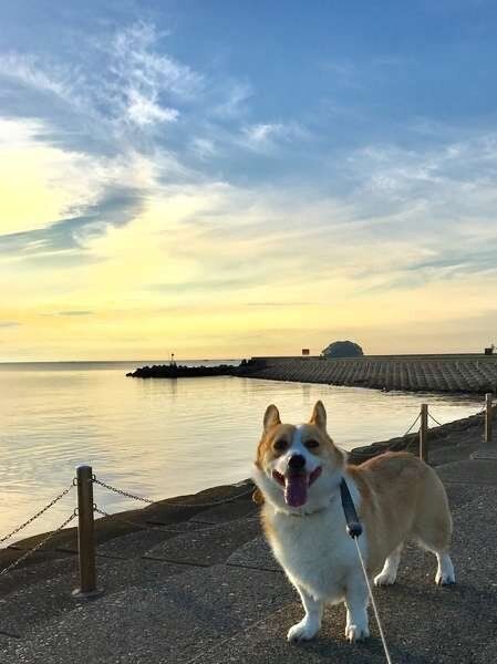 ボード 犬の飼い方 のピン