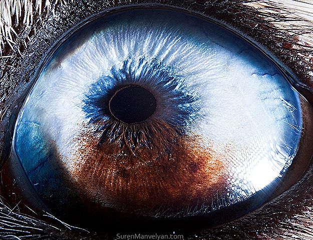 Pin By Jenny Dais On Eyes Eye Photography Macro Photography Eyes Eye Close Up Pin By Jenny Dais On Eyes Eye Photography Macro Photography Eyes Eye Close Up