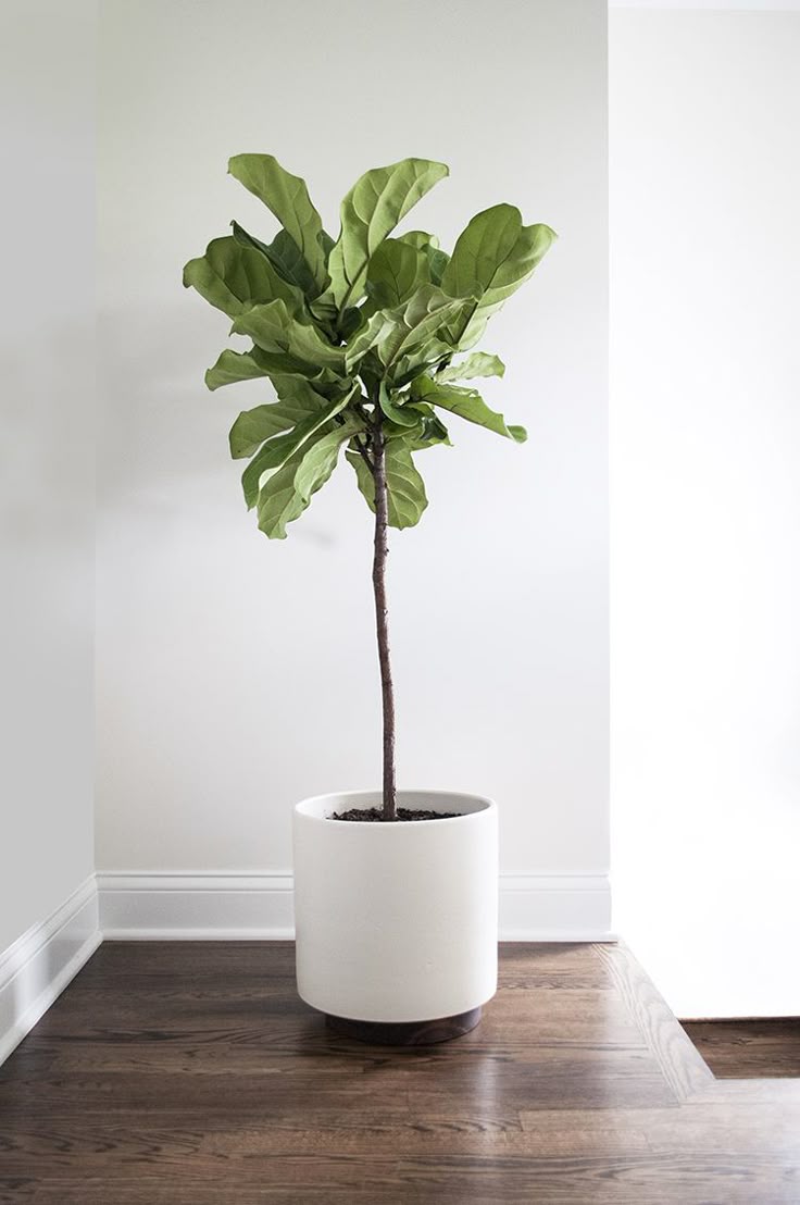 Contemporary Indoor Plants best 25+ indoor floor plants ideas on pinterest | living room Contemporary Indoor Plants best 25+ indoor floor plants ideas on pinterest | living room