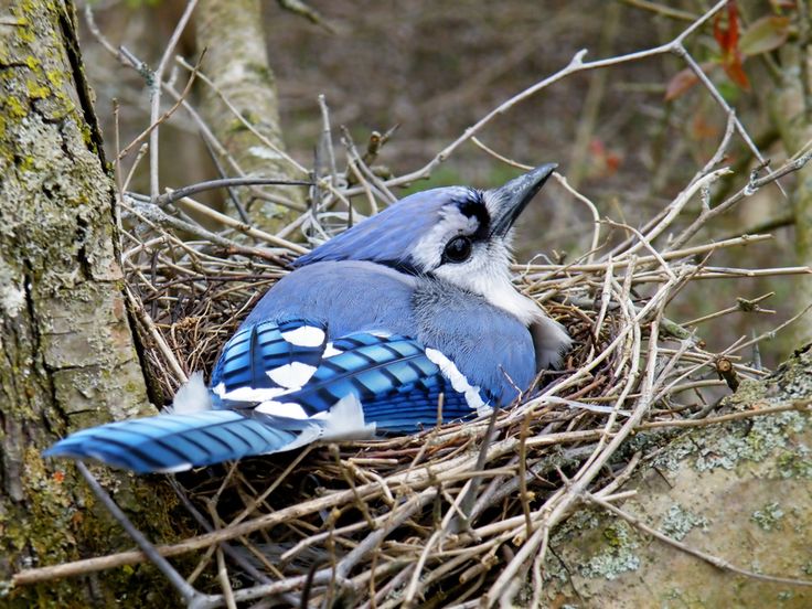 Mother Jay By Amanda Struz 500px Blue Jay Blue Jay Bird Wild Bird Feeders Mother Jay By Amanda Struz 500px Blue Jay Blue Jay Bird Wild Bird Feeders