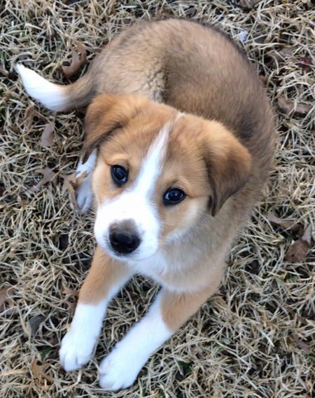 australian shepherd golden retriever mix puppy crate training