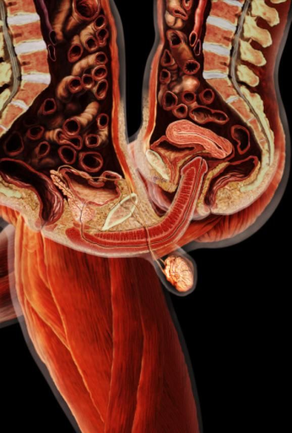 Adventure anatomy of sex mri fisted pussy