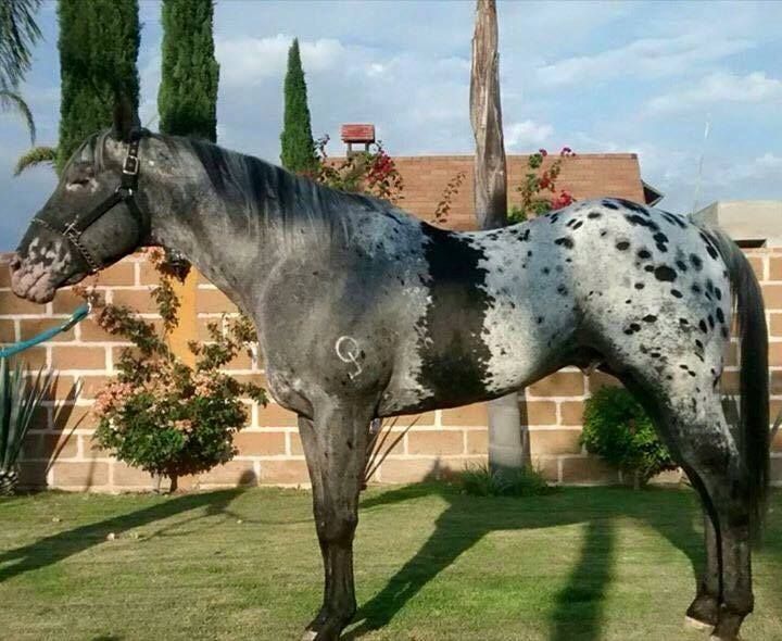 tickled-fancy — I’m a horseaddict | Rare horses, Horses ...
Rare Horse Colors And Markings