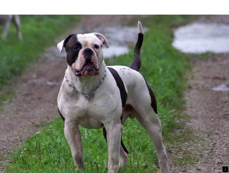 Click The Link To Find Out More Great Dane Puppies Follow The