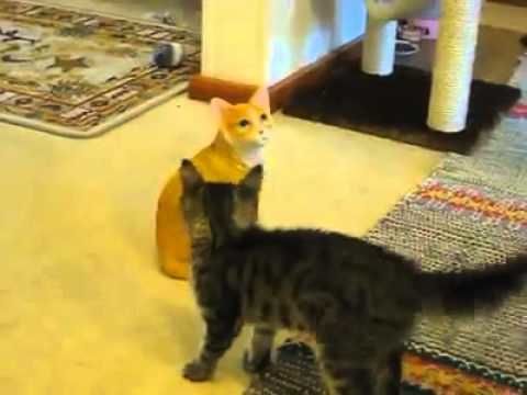 Cats Can T Figure Out Cat Flap Cats Can T Figure Out Cat Flap