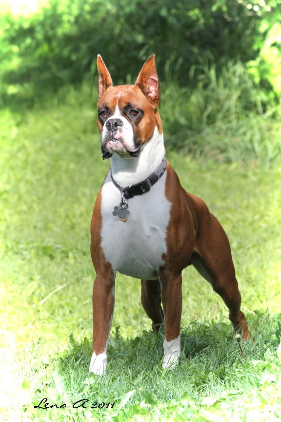 Pictures Of Boxer Dog Breed Boxer Dog Breed Dog Breeds Boxer Dogs