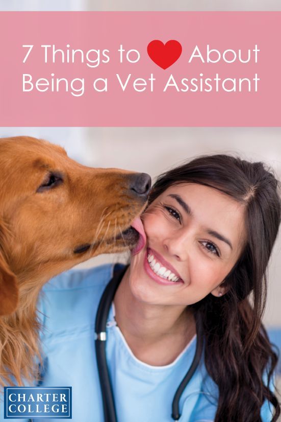 286 best Veterinary Careers images on Pinterest Career quiz - veterinarian job description 286 best Veterinary Careers images on Pinterest Career quiz - veterinarian job description
