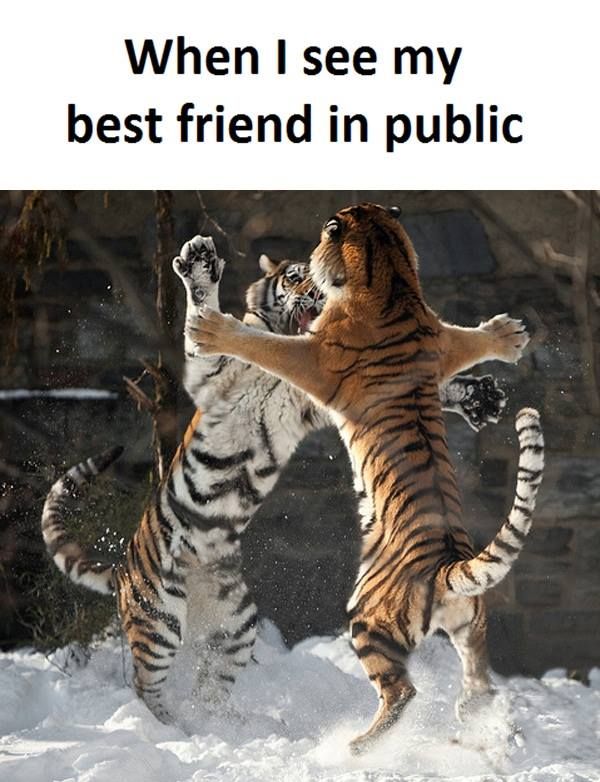 best 25 funny best friend memes ideas on pinterest best friend 07c805bbe9b1a95cc9aed6c309732774 funny best friend memes friendship memes best 25 funny best friend memes ideas on pinterest best friend,Husband Best Friend Meme
