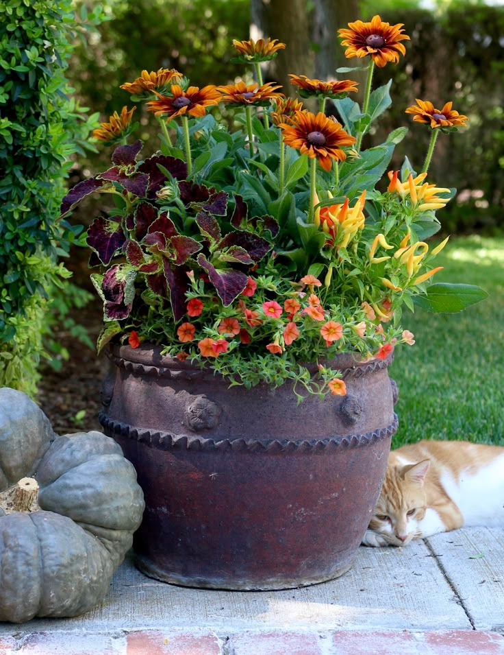 29 Best Container Gardens For Autumn Images On Pinterest Fall These Warm Colors Combine Well For A Fall Container