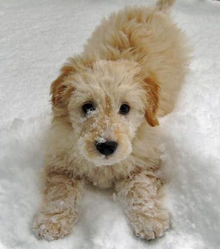 Hypoallergenic Dogs That Like To Snuggle Hypoallergenic Dogs That Like To Snuggle