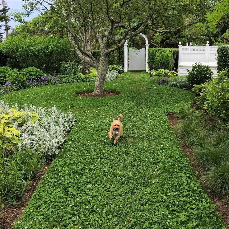 Download 146 best micro clover images on Pinterest | Clover lawn ...