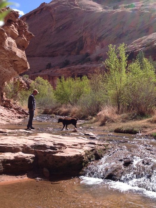 Best Places To Take Dog Zion Best Places To Take Dog Zion