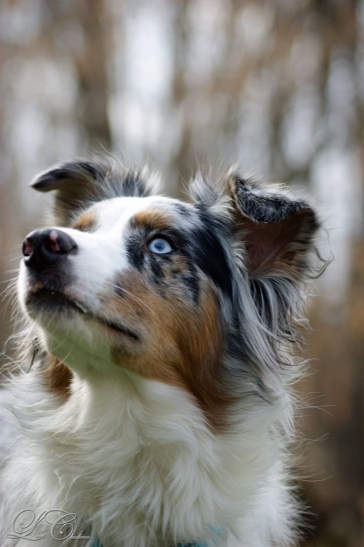 australian shepherd mixed with pitbull 665 best aussie love images on pinterest aussies australian australian shepherd mixed with pitbull 665 best aussie love images on pinterest aussies australian