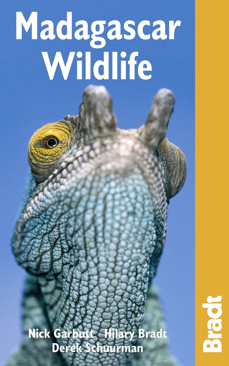 Bradt Guide To Madagascar Wildlife Bradt Guide To Madagascar Wildlife