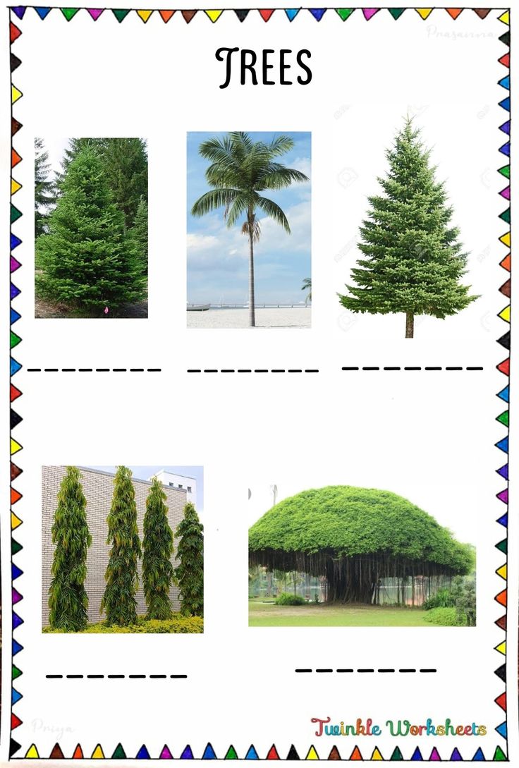 🌳 Trees worksheet. | Tree identification, Types of plants, Tree
