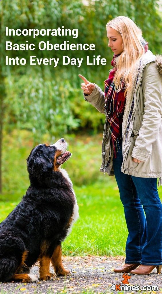 Basic Obedience Training For Dogs Help Is Here Easiest Dogs To