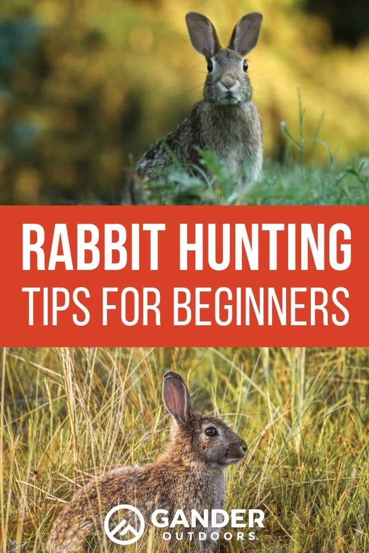 Rabbit Hunting Tips For Beginners Rabbit Hunting Hunting Tips