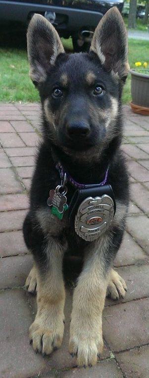 south australian german shepherd breeders 25 best german shepherd pups ideas on pinterest german sheperd south australian german shepherd breeders 25 best german shepherd pups ideas on pinterest german sheperd