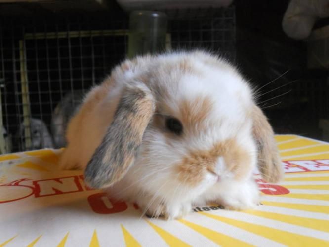 Sarnia Ontario Dogs For Sale Sarnia Ontario Dogs For Sale