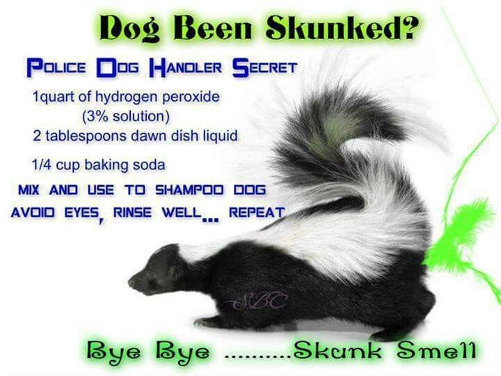 Get Skunk Smell Out Of Dog Peroxide Get Skunk Smell Out Of Dog Peroxide