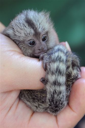little animals with long tails
