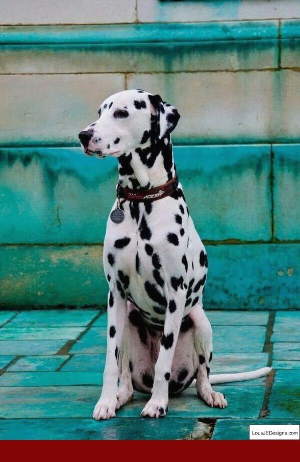 How To Train A Service Dog For Panic Attacks And Pics Of How To