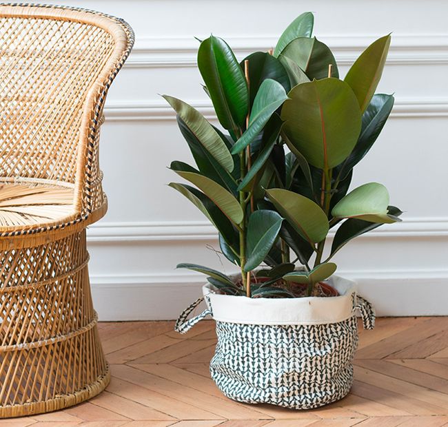 Die besten 25+ Ficus Ideen auf Pinterest Ficusbaum, Pflanzen für - grose wohnzimmer pflanzen Die besten 25+ Ficus Ideen auf Pinterest Ficusbaum, Pflanzen für - grose wohnzimmer pflanzen