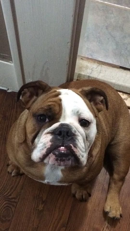 Pin By Kylie Jordan On K 9 Training Animals French Bulldog Dogs