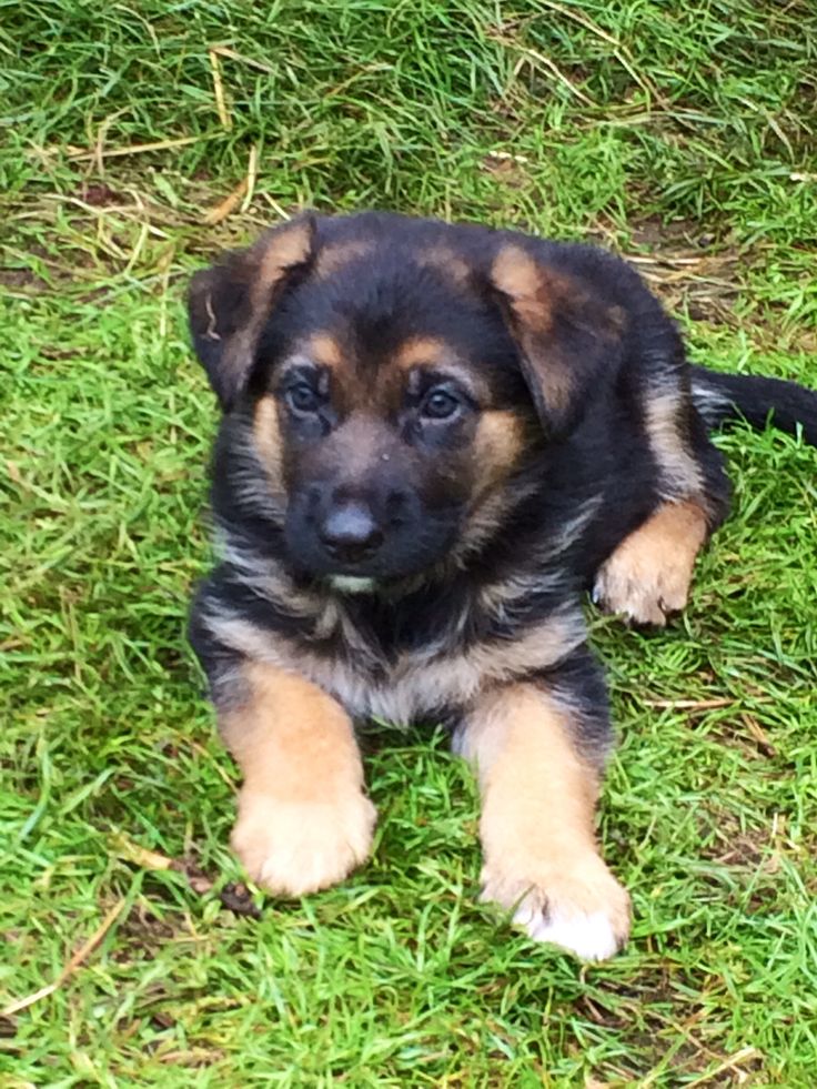 97 best les chiens bergers allemand images on Pinterest 97 best les chiens bergers allemand images on Pinterest