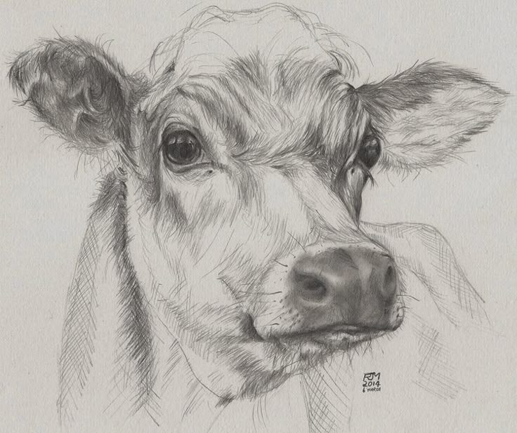 animals drawings