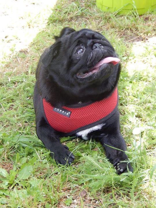 Puppia Red Soft Harness Available At Www Ilovepugs Co Uk Sizes S
