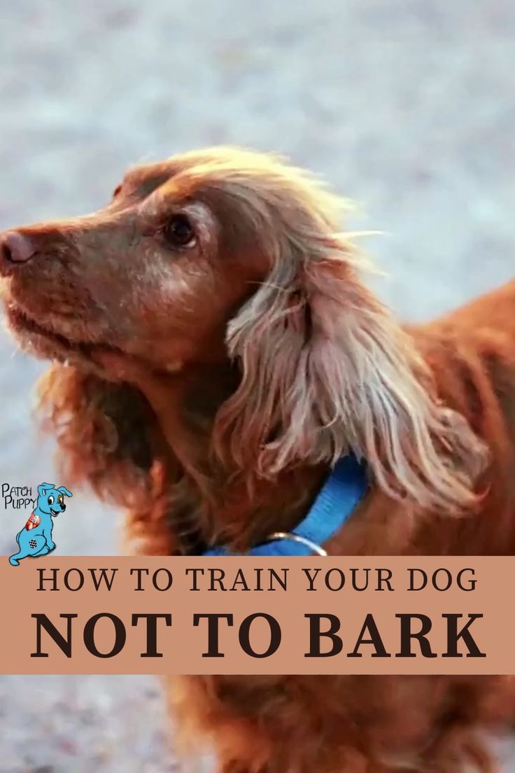How to train your dogs not to bark