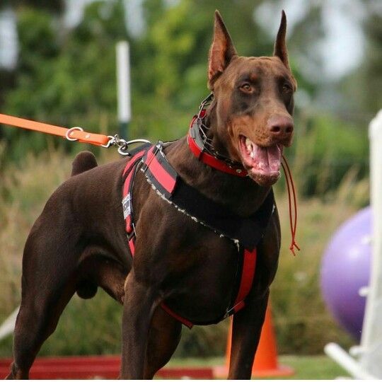 doberman doberman