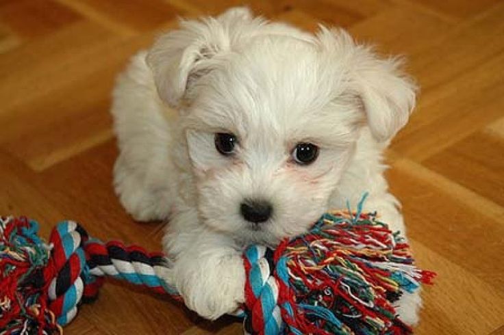 Puppy sell ru Puppy sell ru apple store macbook pro availability