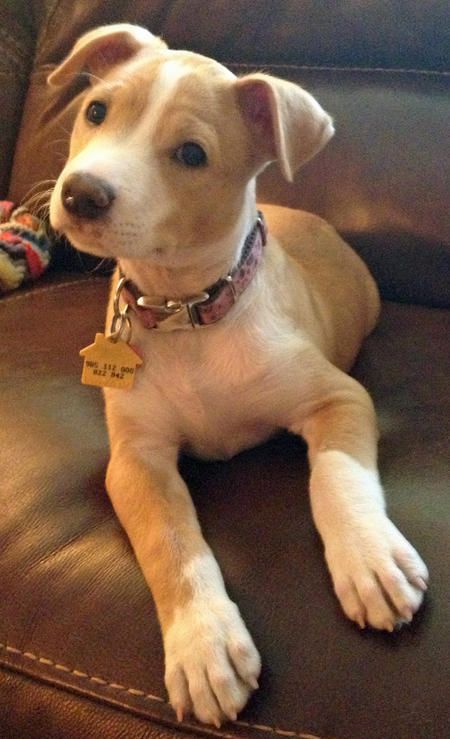 american pitbull terrier puppies louisiana best 25 pitbull terrier mix ideas on pinterest terrier pitbull american pitbull terrier puppies louisiana best 25 pitbull terrier mix ideas on pinterest terrier pitbull