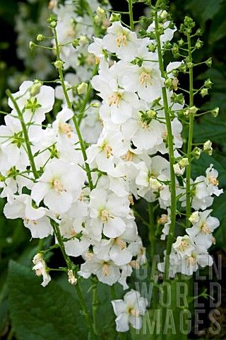Tall Garden Flowers 25 best tall spike flowers for back of the border images on Tall Garden Flowers 25 best tall spike flowers for back of the border images on